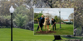 Trump and Macron tree